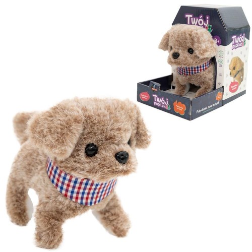 Twój pupilek piesek, Askato