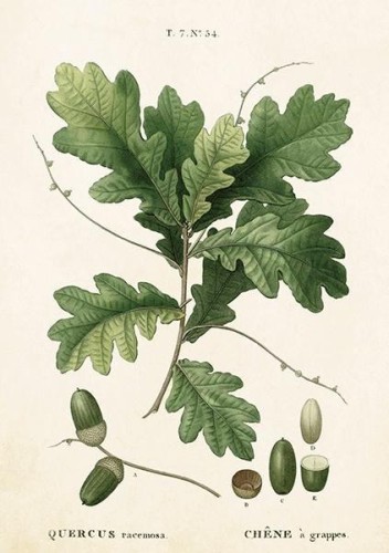 Karnet ST283 B6 + koperta Liść dębu