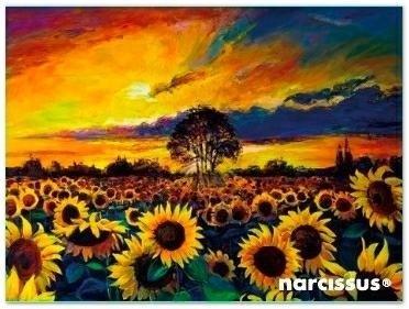 Teczka kopertowa PP A7 Słoneczniki, Narcissus