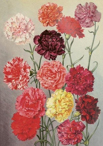 Karnet ST455 B6 + koperta Goździki