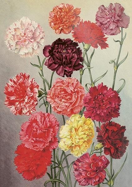 Karnet ST455 B6 + koperta Goździki