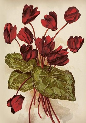 Karnet ST515 B6 + koperta Cyklameny