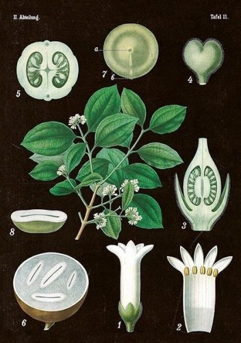 Karnet ST269 B6 + koperta Amelanchier