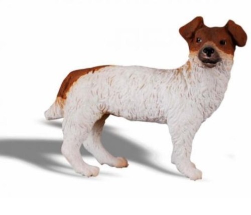 Pies Jack Russell Terier, Collecta