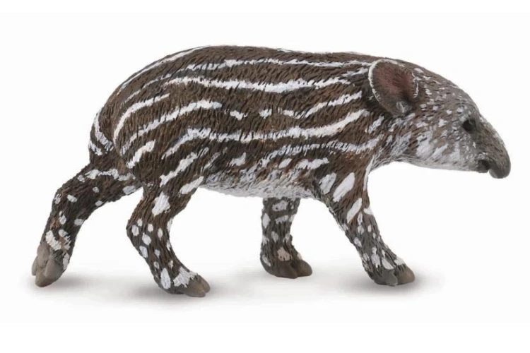 Tapir cielę bairda, Collecta