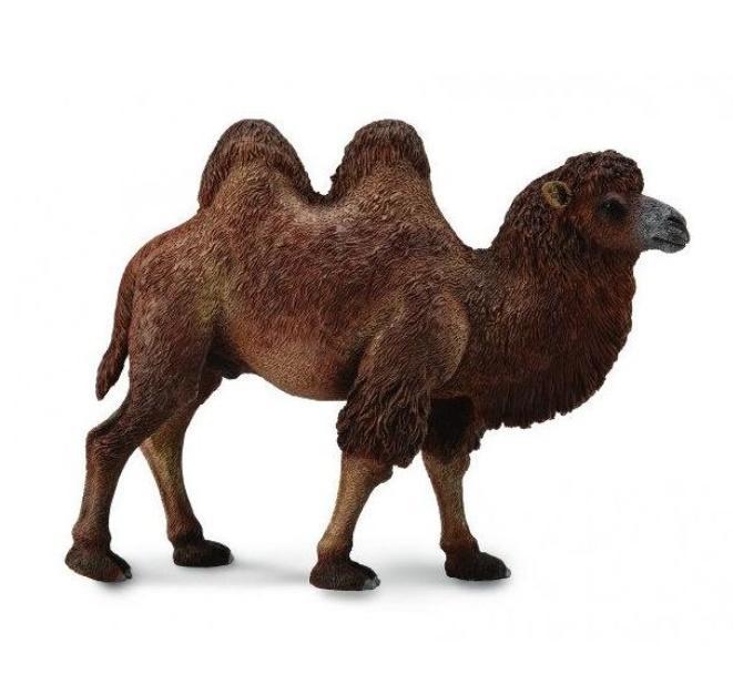 Wielbład dwugarbny, Collecta