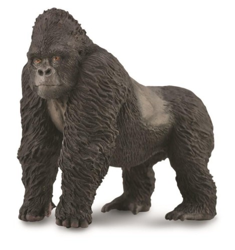 Goryl górski, Collecta
