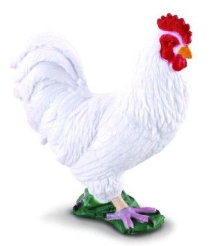 Kogut biały, Collecta