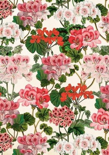 Karnet ST531 B6 + koperta Pelargonia