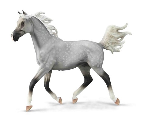 Półarabski ogier maści szaroczarnej, Collecta