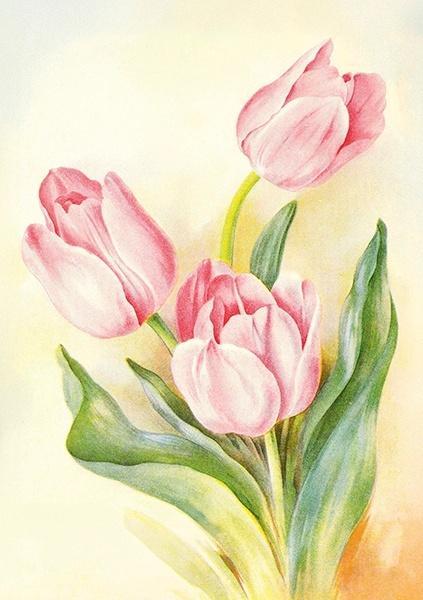 Karnet ST537 B6 + koperta Tulipany