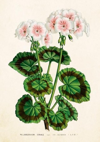 Karnet ST530 B6 + koperta Biała pelargonia