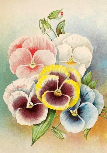 Karnet ST536 B6 + koperta Bratki