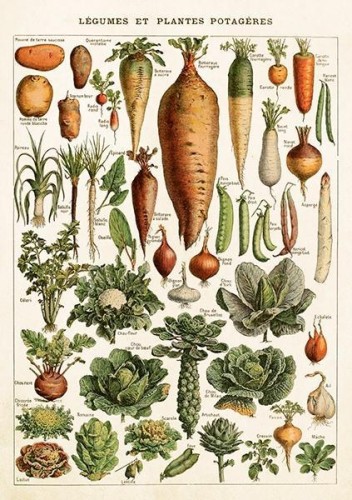 Karnet ST543 B6 + koperta Warzywa