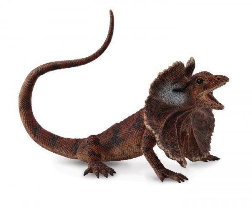 Jaszczurka agama kołnierzasta, Collecta