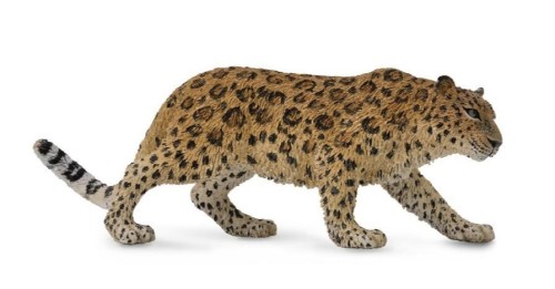 Lampart Amurski, Collecta