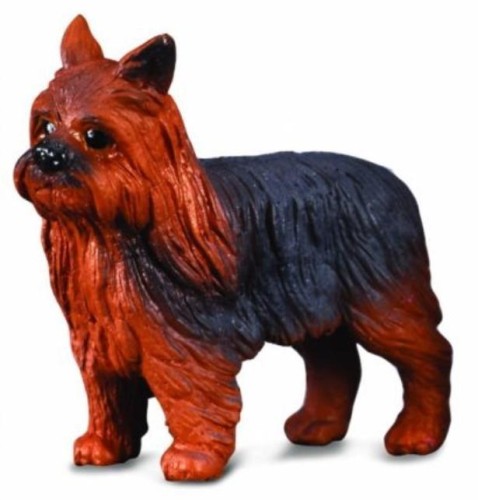 Pies Yorkshire Terier, Collecta