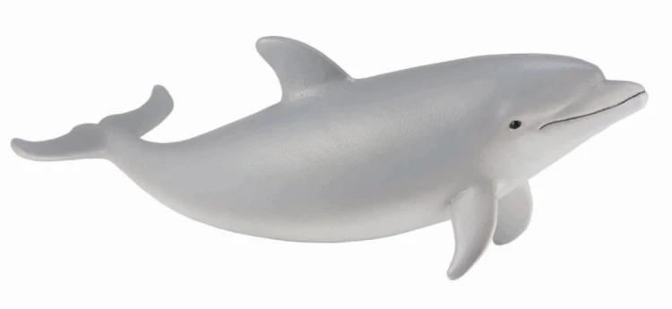 Delfin butlonosy młody, Collecta