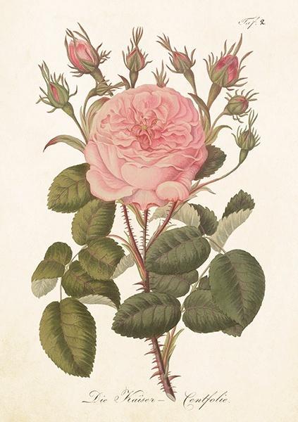 Karnet ST540 B6 + koperta Róża