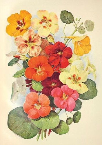 Karnet ST532 B6 + koperta Nasturcja