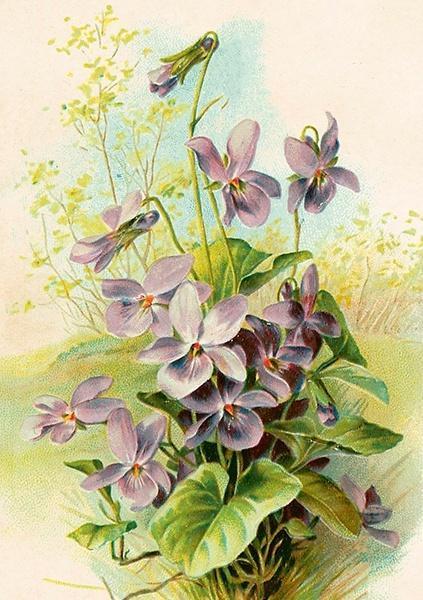 Karnet ST544 B6 + koperta Fiołki