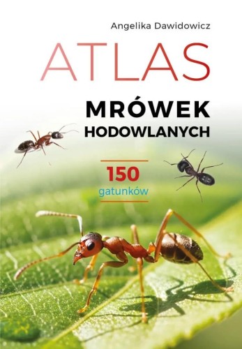 Atlas mrówek hodowlanych, Angelika Dawidowicz