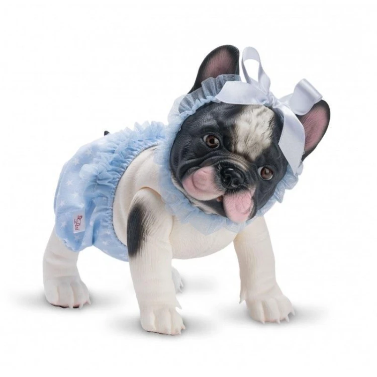 Piesek Lily Buldog Francuski, Asi