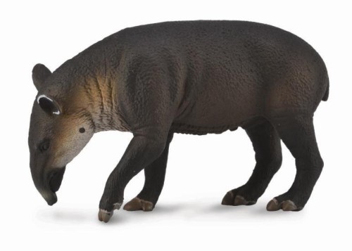 Tapir cielę bairda, Collecta