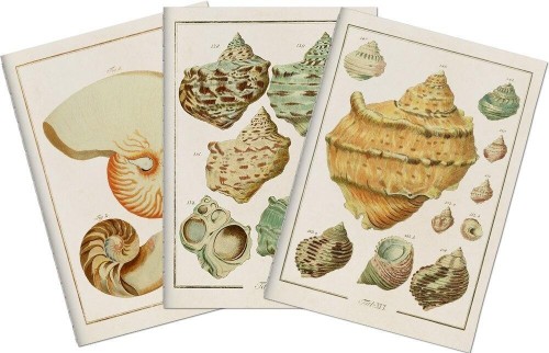 Stone 507 Zestaw 3 notatników A6 - muszle