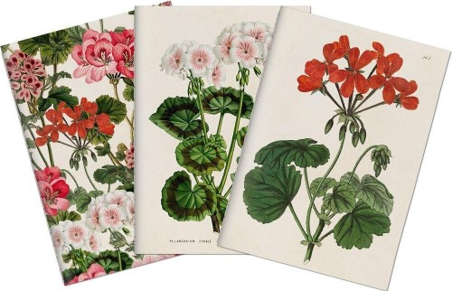 Stone 501 Zestaw 3 notatników A6 - pelargonia