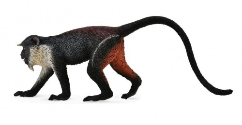 Koczkodan Diana, Collecta