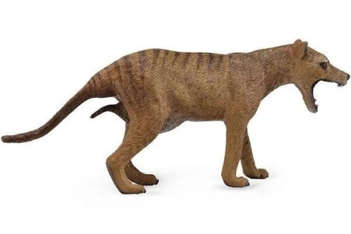 Wilk workowaty (tasmański) samica, Collecta