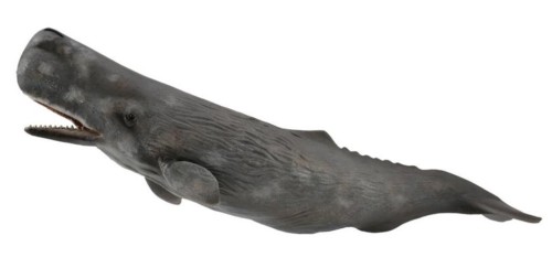 Sperm Whale, Collecta
