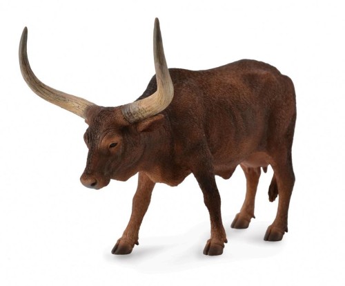 Krowa ankole-watusi, Collecta
