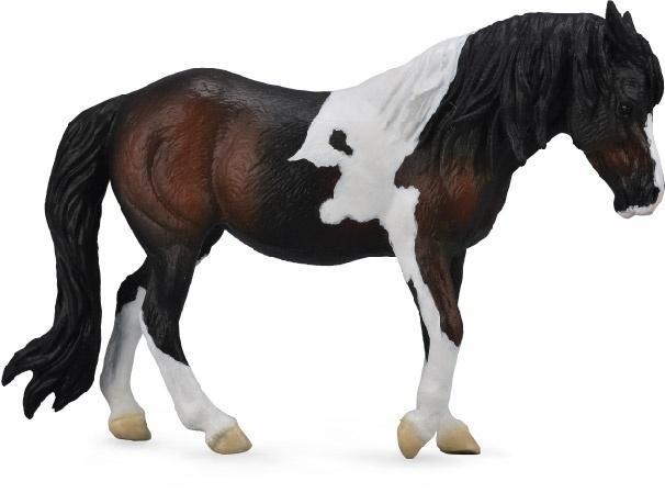 Klacz rasy Dartmoor hill, Collecta