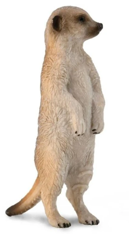 Surykatka szara, Collecta