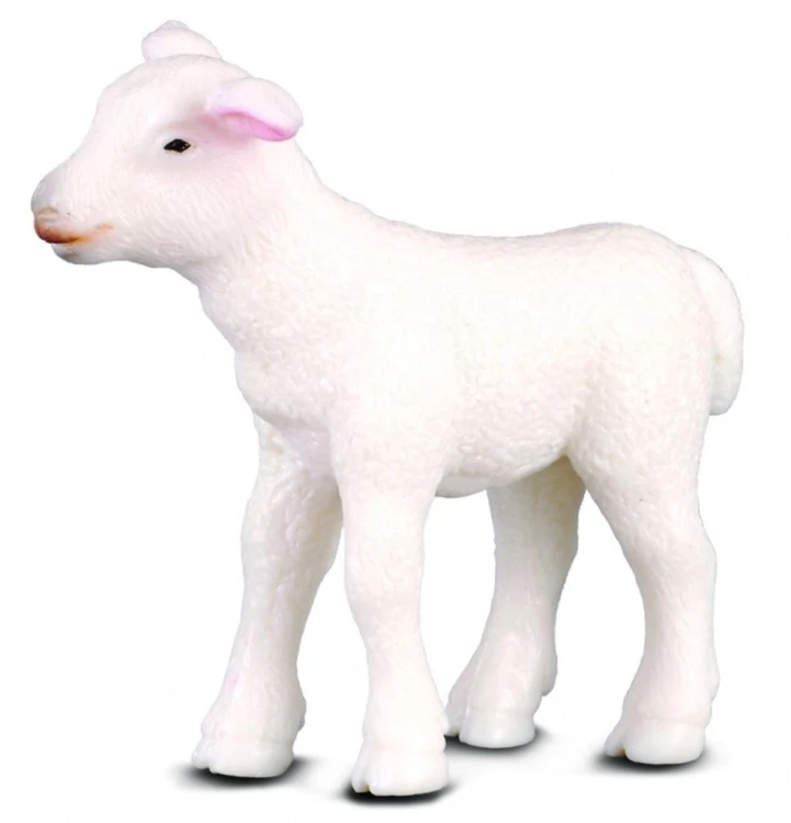 Jagnię stojące, Collecta