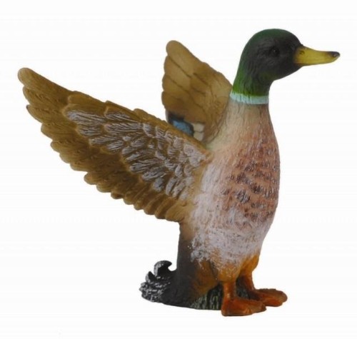 Samiec kaczki krzyżówki, Collecta