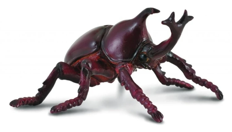 Rohatyniec nosorożec, Collecta