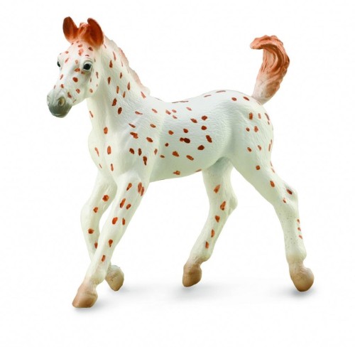 Źrebię Knabstrupper, Collecta