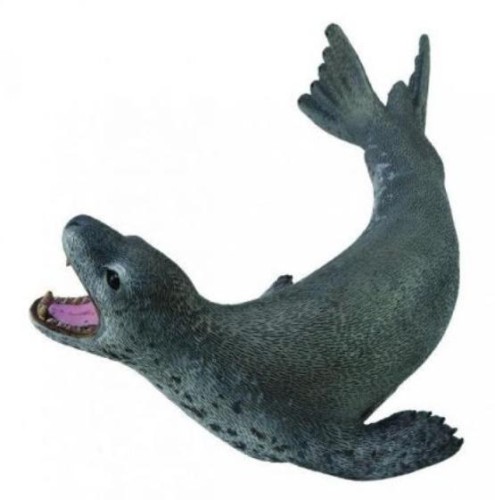 Lampart morski, Collecta