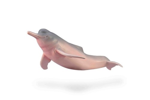 Inia amazonska, Collecta
