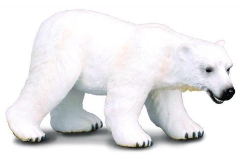 Niedźwiedź polarny, Collecta