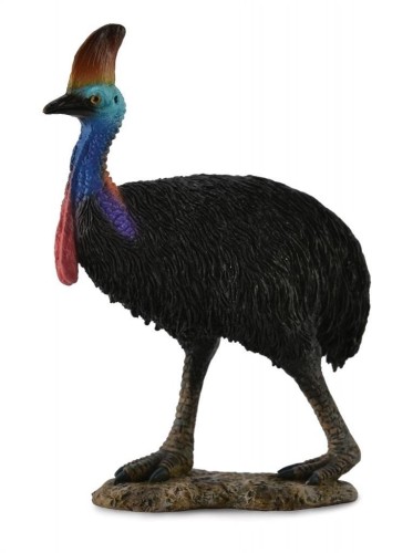 Kazuar hełmiasty, Collecta