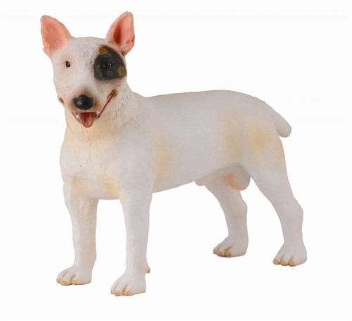 Pies bullterier, Collecta