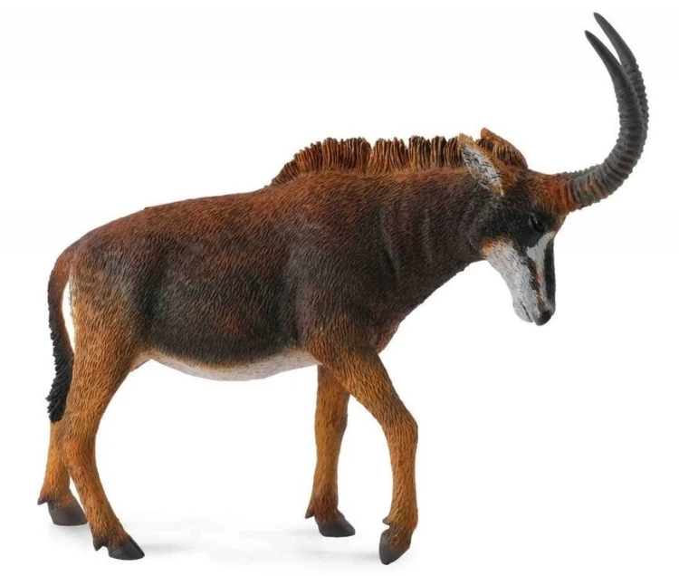 Antylopa gigant sable samica, Collecta