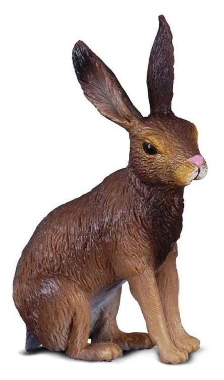Zając szarak, Collecta