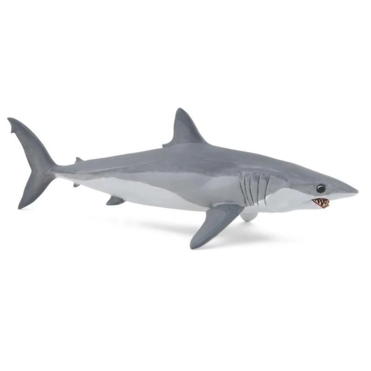Ostronos atlantycki (rekin mako), PAPO