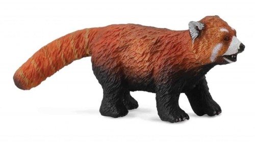Panda czerwona, Collecta
