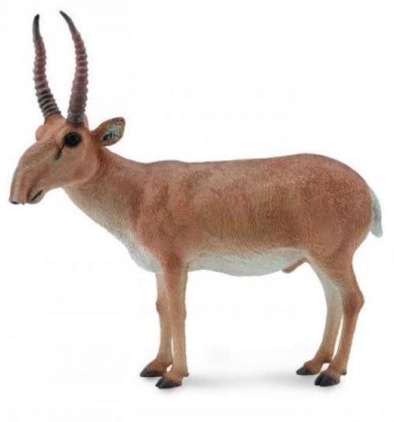 Suhak stepowy, Collecta